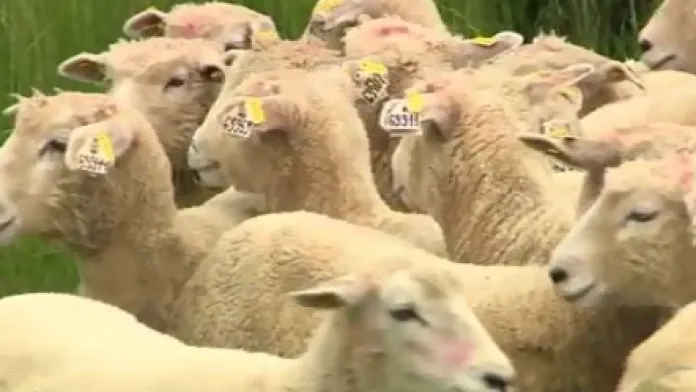 Stádo ovcí na kopci Rochus