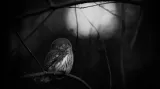 Mats Andersson, Švédsko, vítěz v kategorii Nejlepší černo-bílý snímek.Snímek je smutnější, než se zdá. Fotograf celý den pozoroval dva kulíšky nejmenší - když se večer vracel domů, našel jednoho z ptáků mrtvého na cestě. Druhý pták proseděl zbytek noci na větvi nad mrtvým.