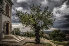 Evropským stromem roku je 135letá mandloň z Maďarska, česká Lípa svobody skončila pátá