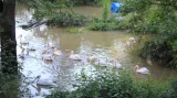 Pelikáni v zatopené pražské zoo