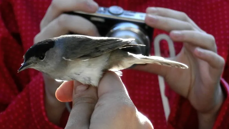 Vítání ptačího zpěvu - Koštice