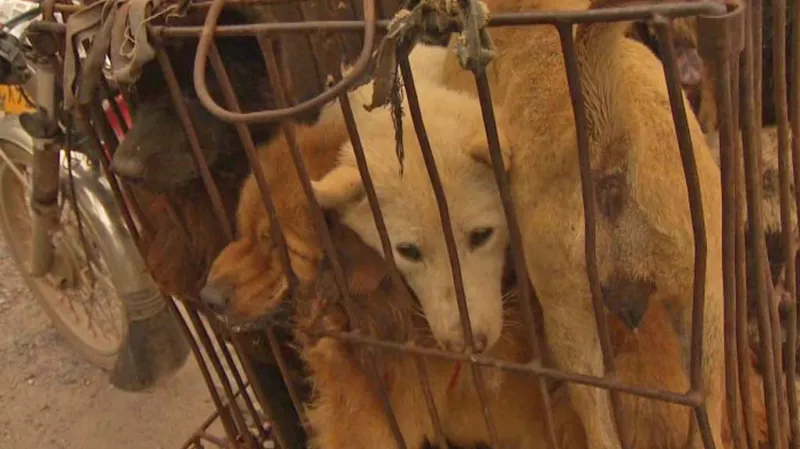 Festival psího masa v čínském Jü-linu