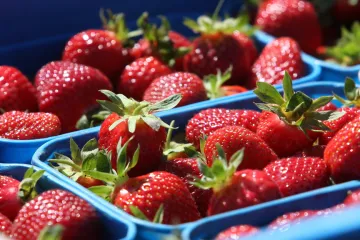 Na samosběr jahod zbývá už jen pár dní. Jejich kvalita se kvůli dešti zhoršila