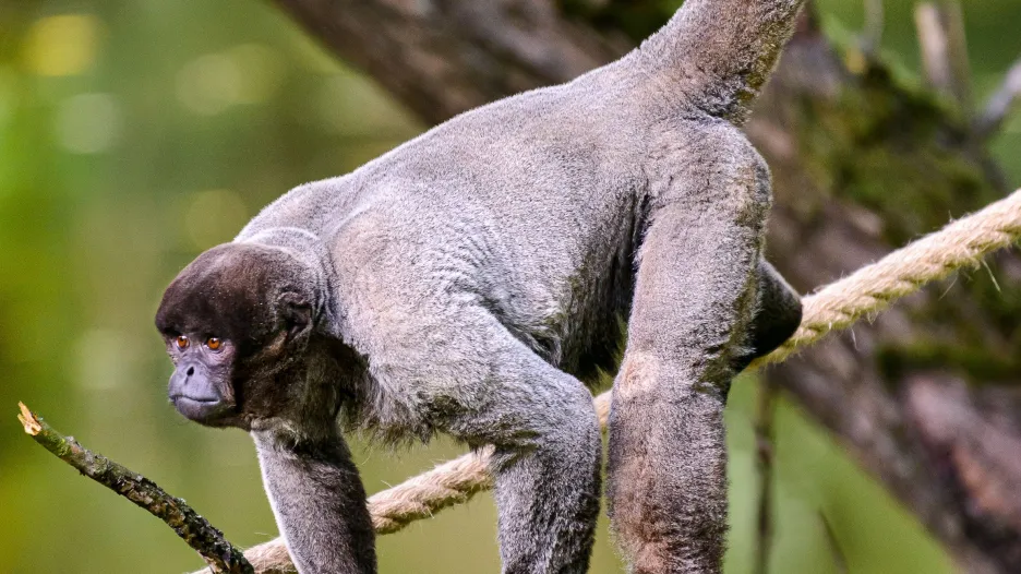 Chápani vlnatí ve zlínské zoo