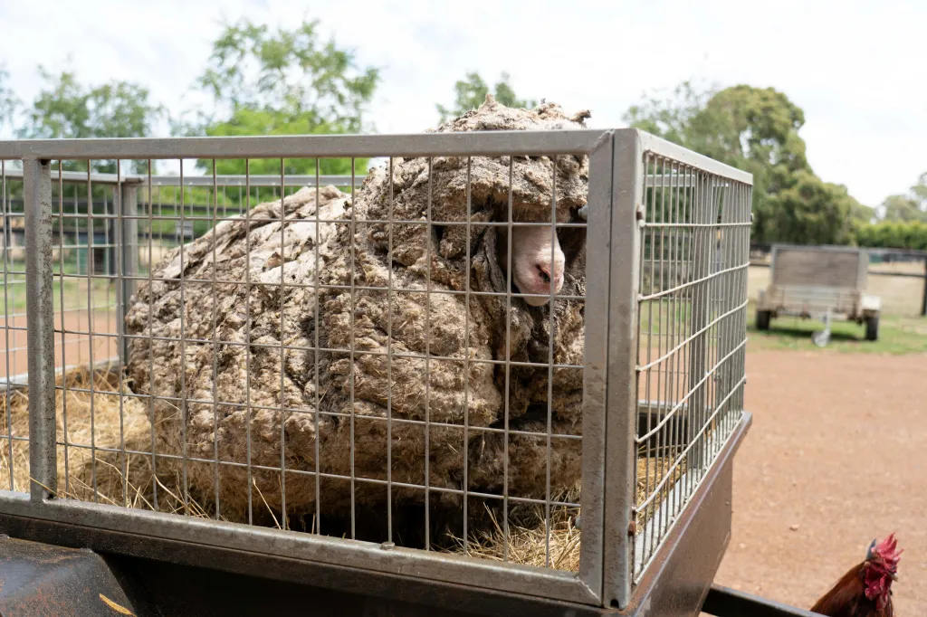 Divokou ovci našli australští záchranáři nedaleko lesa poblíž Melbourne. Jméno Baarack dostala od nich