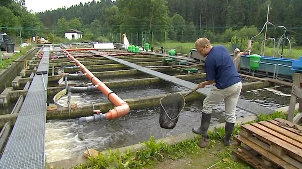 Pstruhařství Mlýny