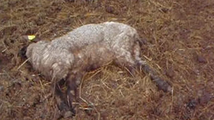 Uhynulá ovce na farmě Miloše Švece