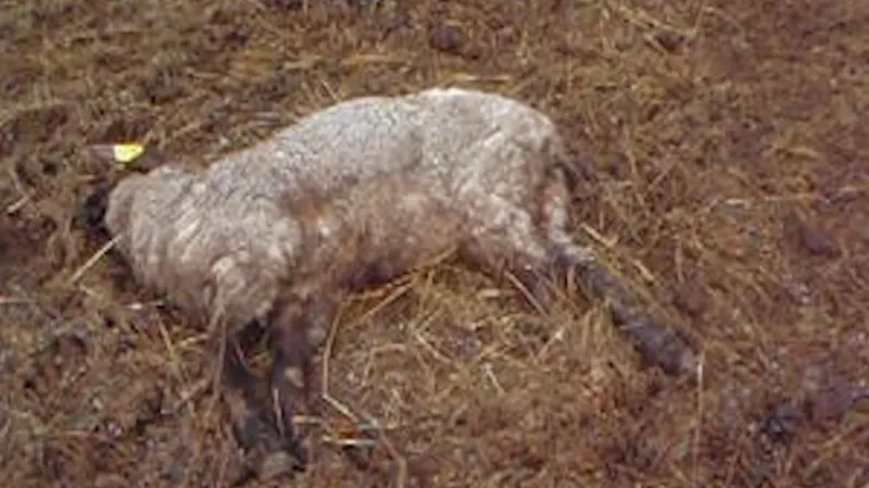 Uhynulá ovce na farmě Miloše Švece