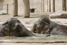 Zoo se přizpůsobují vysokým teplotám, letní provoz může být dražší než zimní