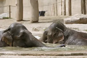 Zoo se přizpůsobují vysokým teplotám, letní provoz může být dražší než zimní