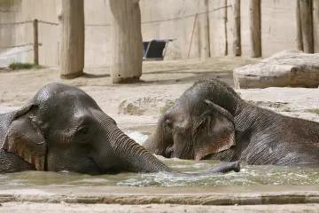 Zoo se přizpůsobují vysokým teplotám, letní provoz může být dražší než zimní