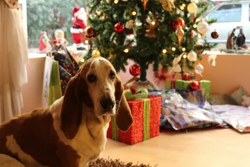 O svátcích na veterinu. Psy a kočky podle zvěrolékařů nejvíc ohrožují návštěvy