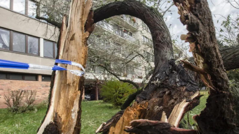 Silný vítr doprovázený deštěm se přehnal v ranních hodinách přes Hradec Králové. Na snímku je spadlý strom v městské části Malšovice.,  Autor: Taneček David,  Zdroj: ČTK