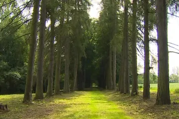 Anketu Strom roku vyhrála lípa z Blanenska