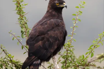 V Keni dramaticky ubývá dravých ptáků. Nejsou tak roztomilí jako lvíčata, záchrana je složitá