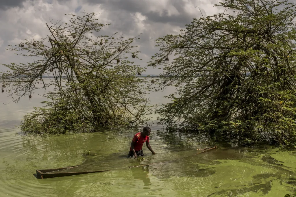 Nominace v sekci samostatná fotografie: Frédéric Noy, Lake Victoria Dying (Umírající jezero Victoria). Vodní plocha o rozloze téměř 60 tisíc kilometrů čtverečních je silně ohrožena průmyslovým znečištěním i zemědělstvím. To má dopad na biologickou rozmanitost i na živobytí více než 30 milionů lidí v Ugandě, Keni a Tanzanii