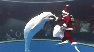 Běluha se směje na Santa Clause