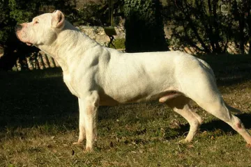 Za neuhlídání psa dostala chůva roční podmínku