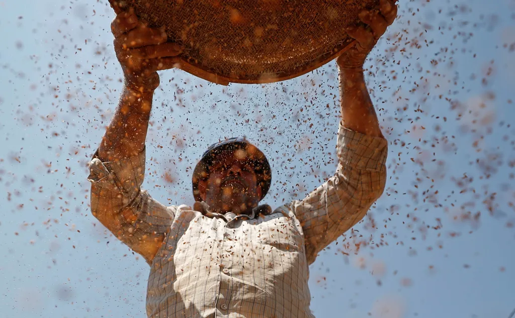 Muž z Palestiny prosívá sezam, který chce prodávat poblíž Nábulusu