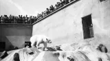 Zoo Praha na historických snímcích - výběh ledních medvědů
