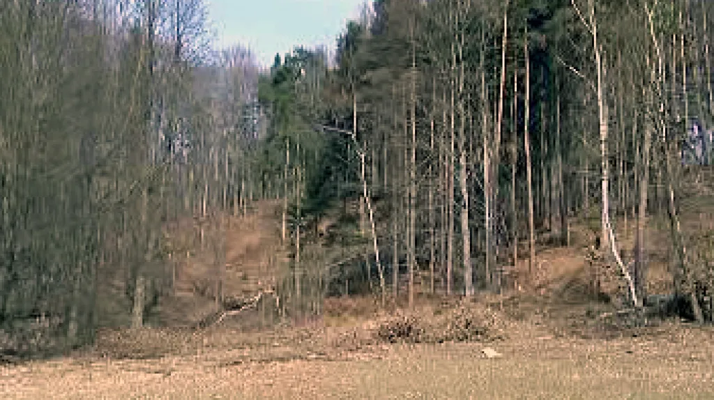 Vykácený les u Podmoklan