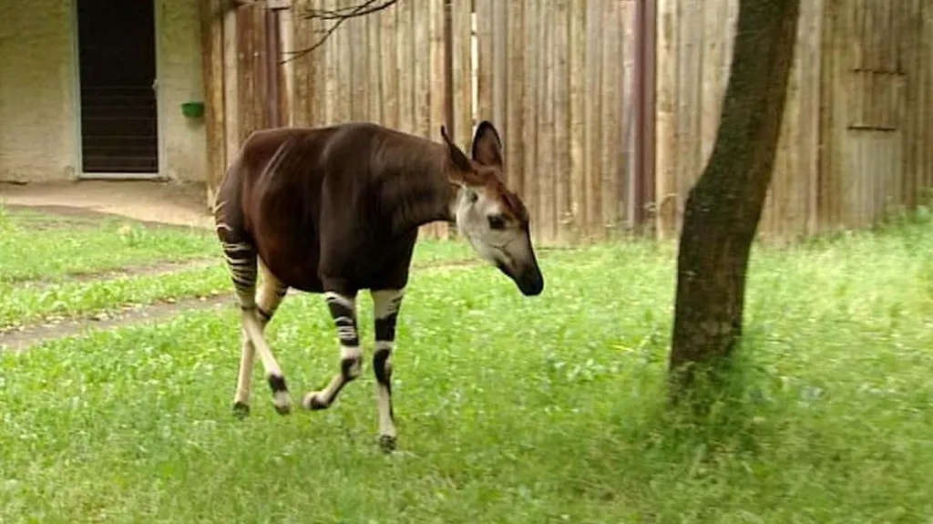 Okapi ve Dvoře Králové