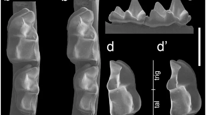 Zuby nově objeveného netopýra