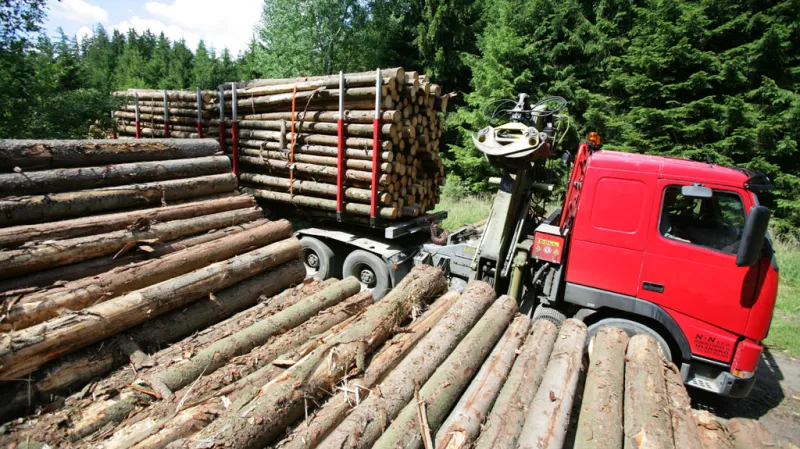 Těžba dřeva
