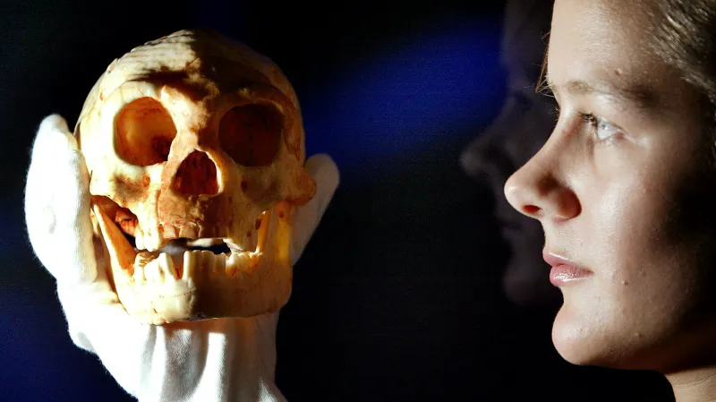 Lebka Homo floresiensis v ruce kurátorky Londýnského muzea
