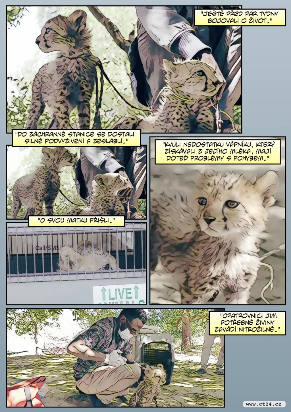 Klima a obchod ohrožují gepardy