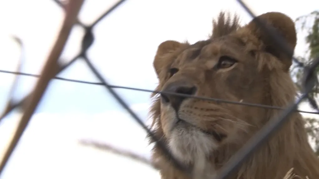 Zachránění lvi mají to nejhorší za sebou