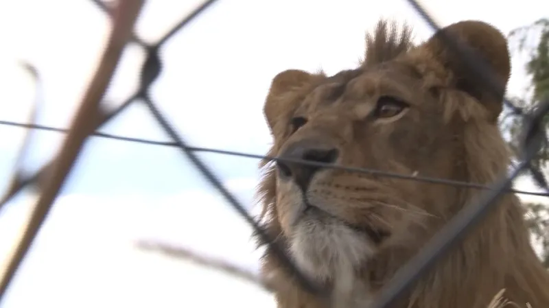 Zachránění lvi mají to nejhorší za sebou