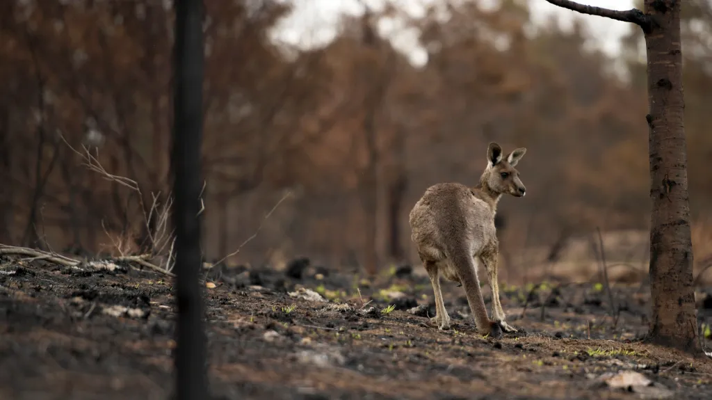 Spálená země v australském městě Cobargo