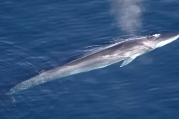 Písně plejtváků místo vodních děl. Český vědec přišel na to, jak jejich pomocí měřit oceánskou kůru