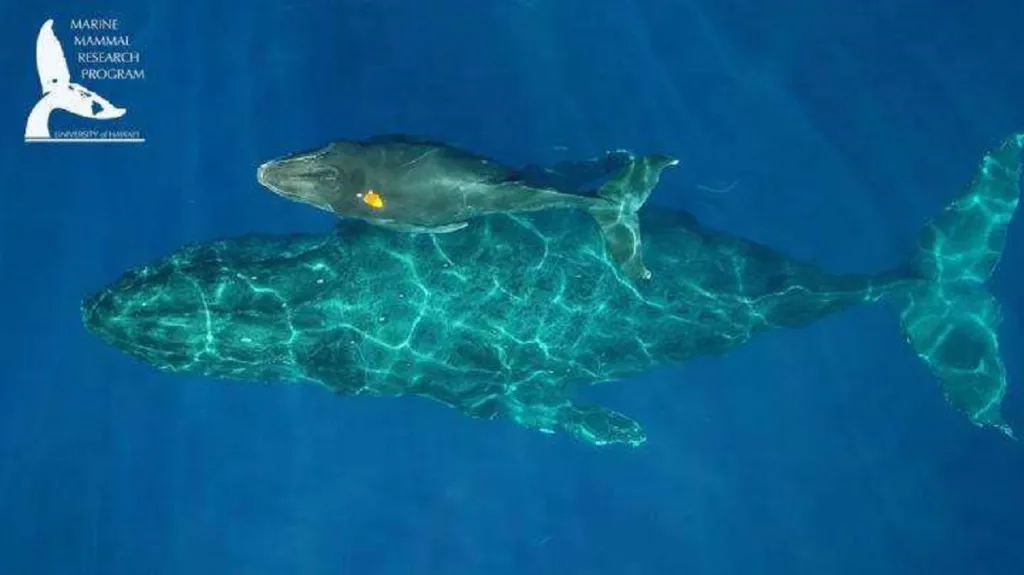 Samice keporkaka s mládětem