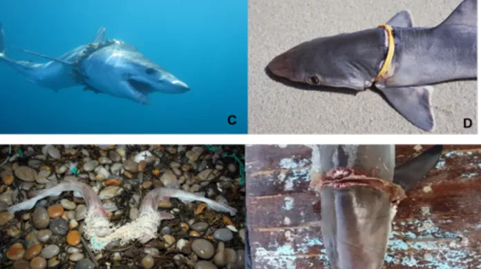 Příklady zraněných žraloků