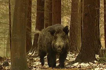 Myslivci z Frýdecko-Místecka zastřelili divočáky napadené svalovcem