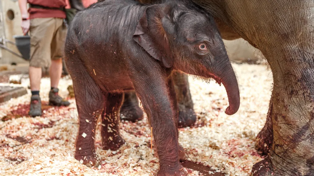 První fotografie narozeného slůněte v pražské zoo