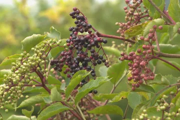 Ekofarmu připravily o úrodu pesticidy. Nejspíš byly ze sousedního pole