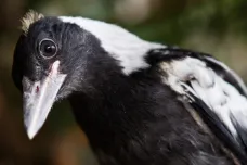 Australský pták opakuje zvuky, které slyší nejčastěji. Teď je to hasičská siréna