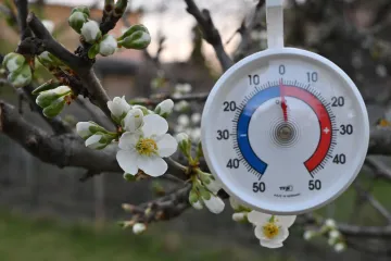 V Čechách mrzlo víc než na Moravě. Kritická pro pěstitele bude i noc na pondělí