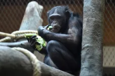 Ostravská zoo se stala koordinátorem chovu šimpanzů v celé Evropě