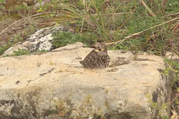 Entomologové odstartovali projekt na záchranu okáče metlicového. Pomoci může i veřejnost