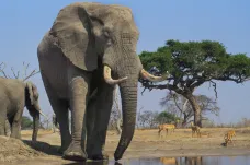 Botswana chce povolit odstřel slonů. Mohly by z nich být konzervy pro domácí mazlíčky
