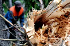 Lesníci nestíhají odklízet spadlé stromy, hrozí šíření kůrovce