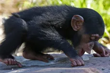 Biologové poprvé nafilmovali, jak šimpanzí máma učí mláďata zacházet s nástroji