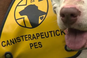 Poptávka po psích pomocnících během pandemie roste, výcviková střediska nestíhají