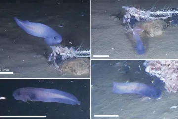 Dno Atakamského příkopu je plné jedovatých chemikálií. Svět je přitom zakázal už před čtvrtstoletím