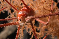 Stovku nových druhů objevila vědecká expedice na podmořských horách u pobřeží Chile