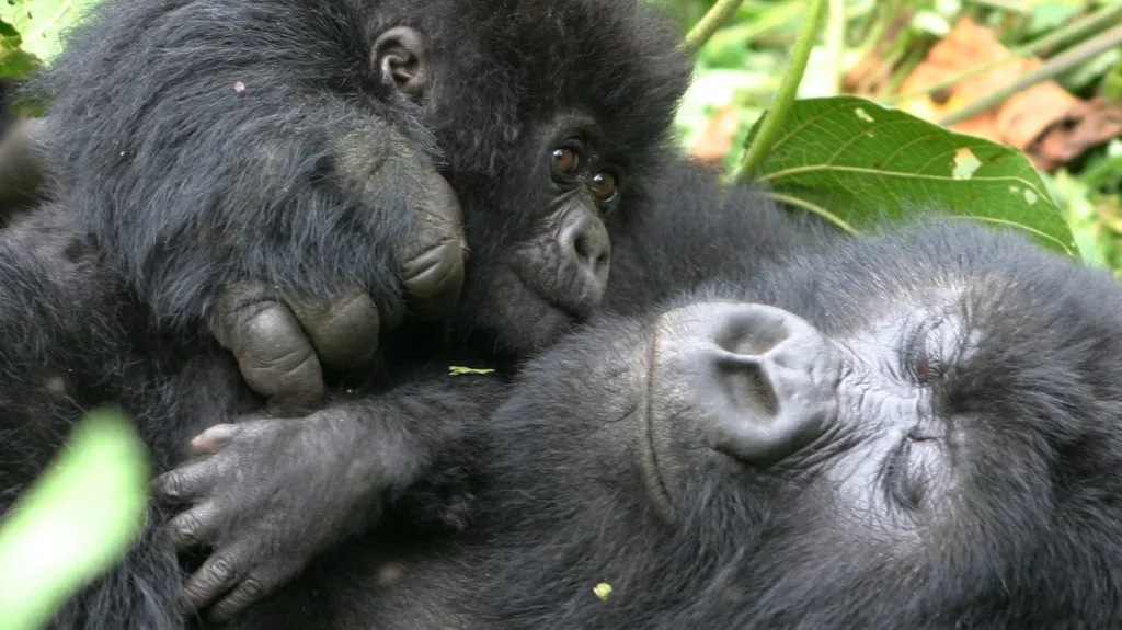 Gorilí samice s mládětem